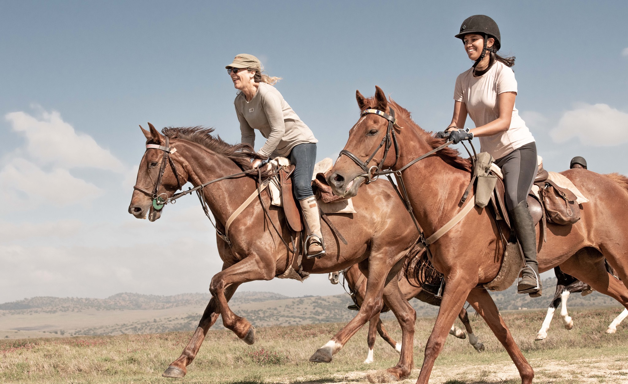 Borana Horses